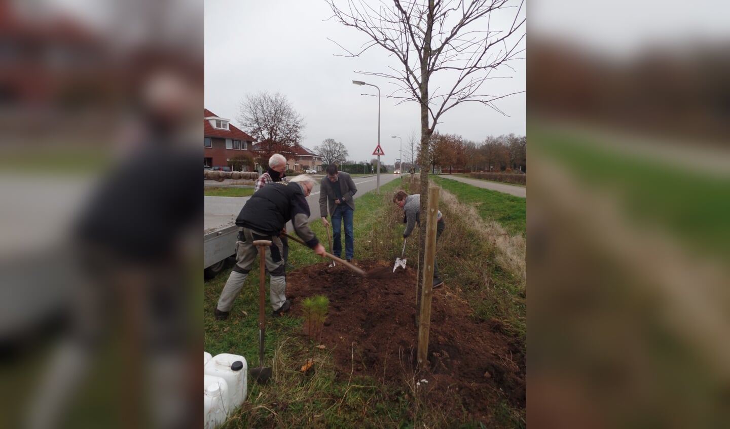 Ondanks zijn tijdelijke handicap pakte burgemeester Joost van Oostrum toch de schop ter hand om mee te helpen de lijsterbesboom te planten. Foto: Jan Hendriksen