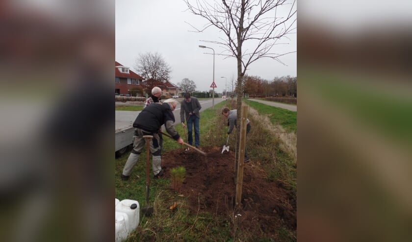 <p>Ondanks zijn tijdelijke handicap pakte burgemeester Joost van Oostrum toch de schop ter hand om mee te helpen de lijsterbesboom te planten. Foto: Jan Hendriksen</p>