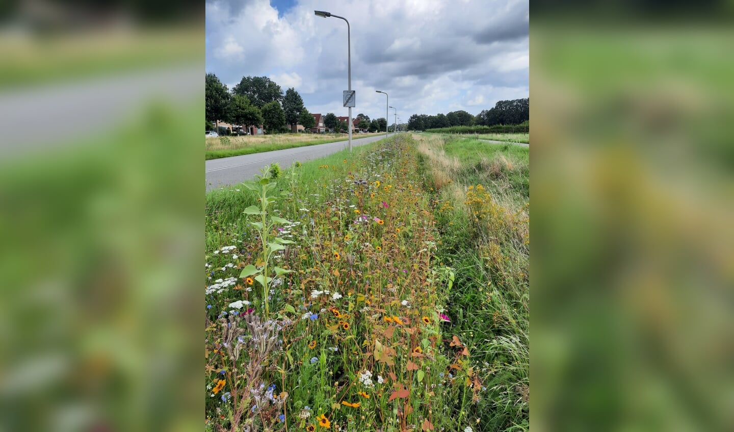 De bloemenrijkdom in de ingezaaide berm aan de Enkeerdlaan. Foto: PR