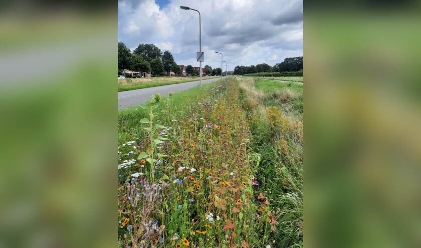 <p>De bloemenrijkdom in de ingezaaide berm aan de Enkeerdlaan. Foto: PR </p>