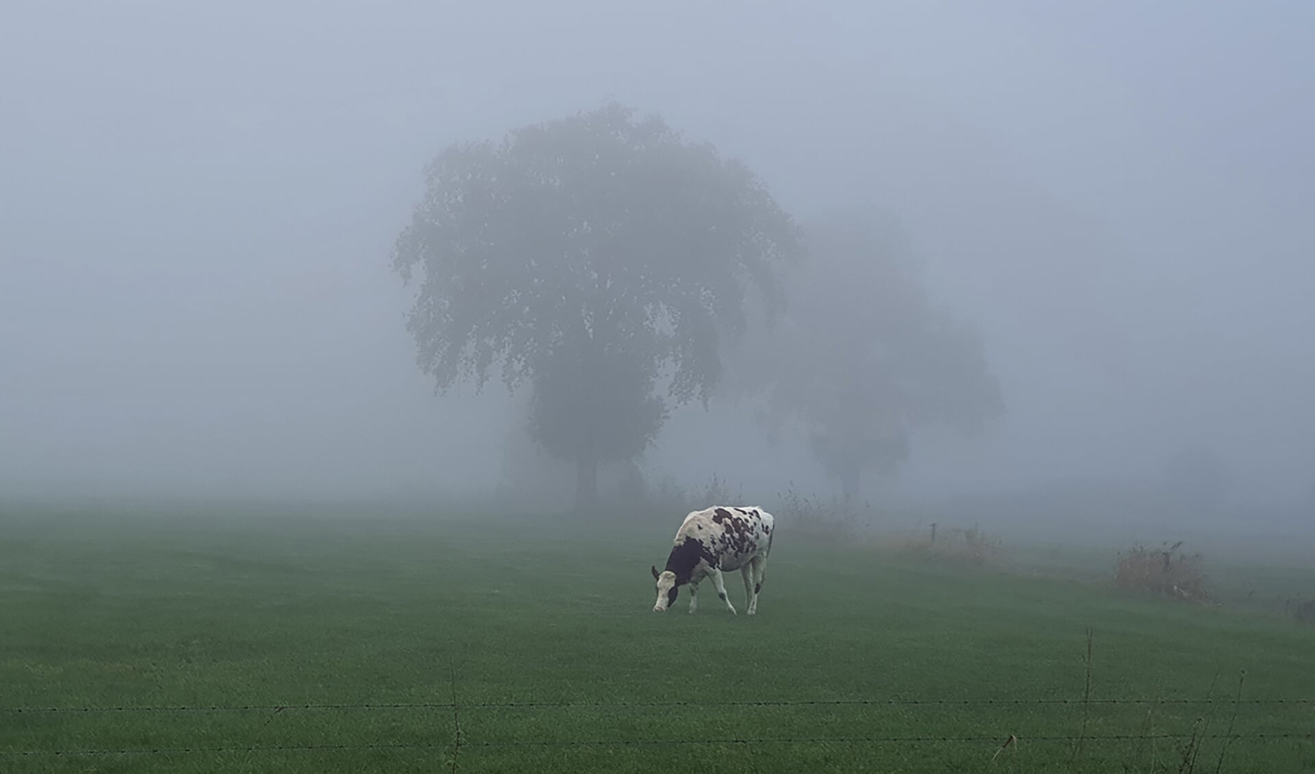 Koe in de mist. Foto: Louis Spoelstra