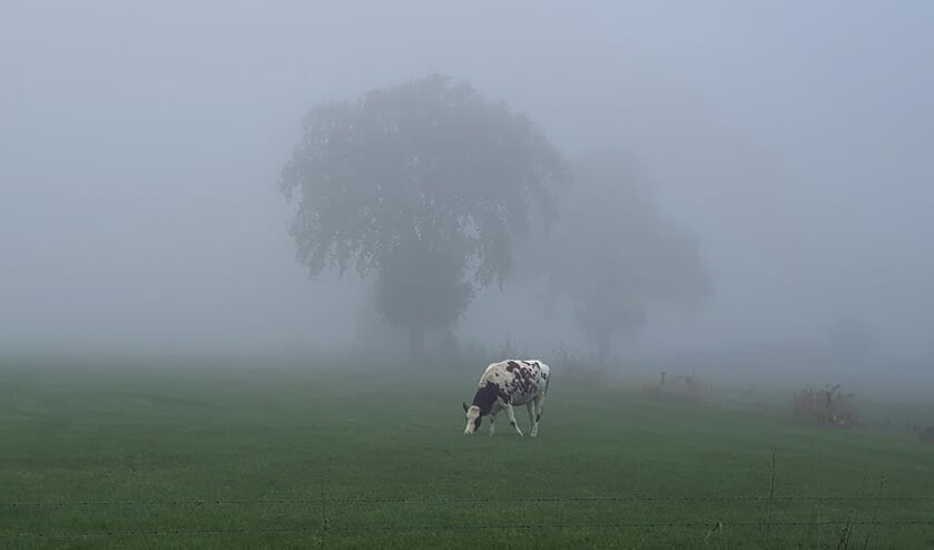 <p>Koe in de mist. Foto: Louis Spoelstra</p>