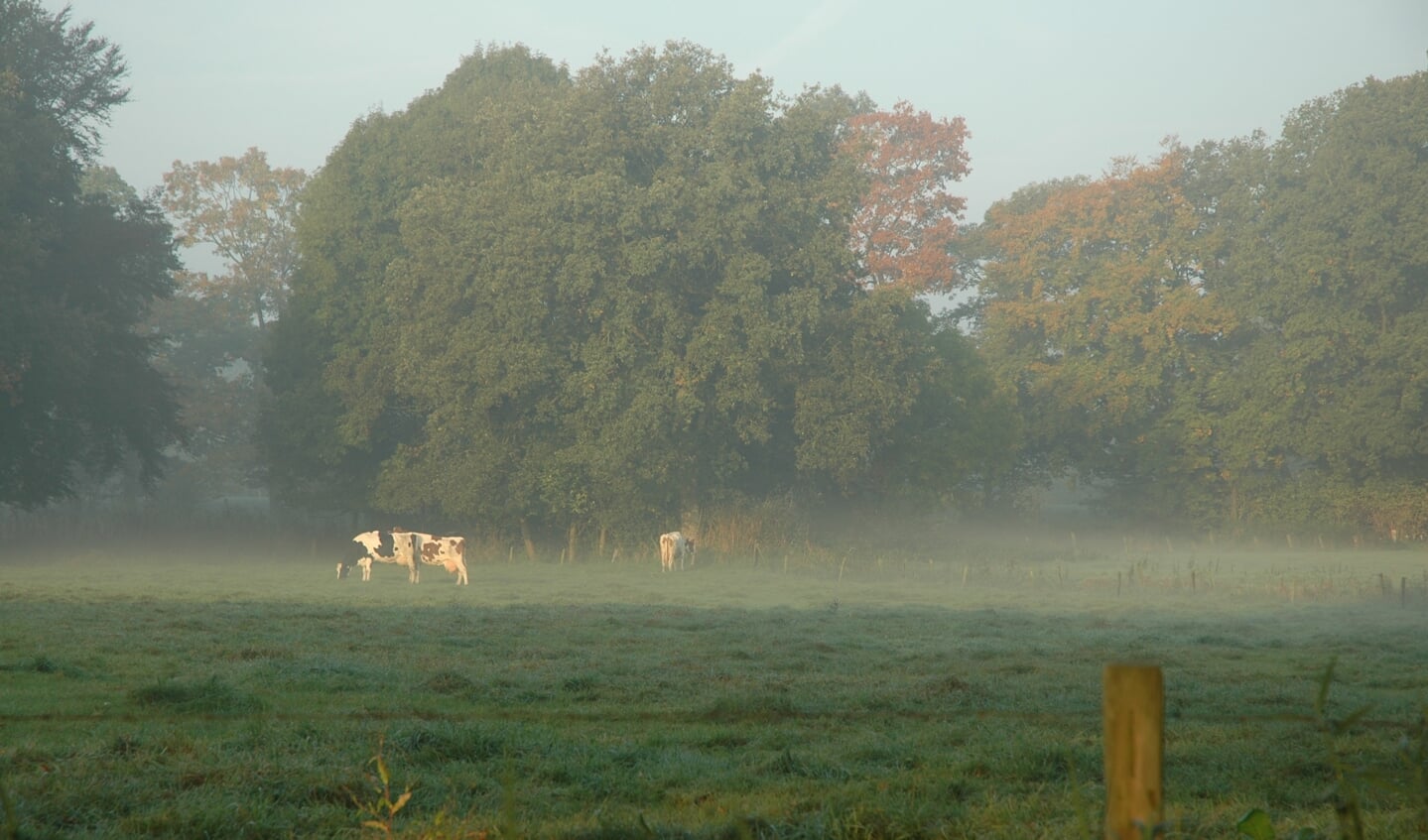 Een mistige herfstmorgen. Fot: Mario Bekke