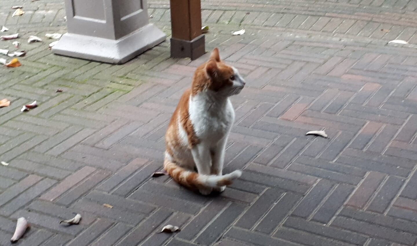 Van wie is deze kat? Foto: PR