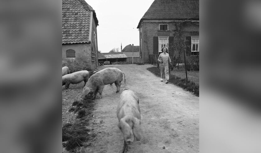 Boerin met varkens, Angerlo, 1932. Foto: Nationaal Archief, collectie Van de Poll