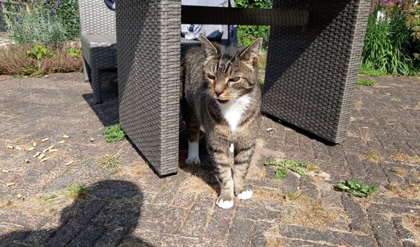 Schorrie. Foto: PR