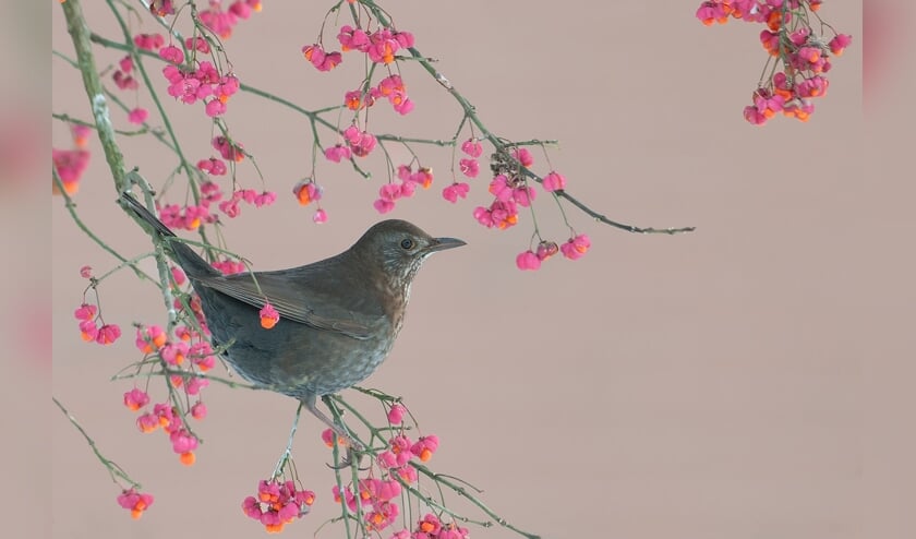 <p>Merel in struik kardinaalsmuts; Blackbird. Foto: Han Bouwmeester</p>