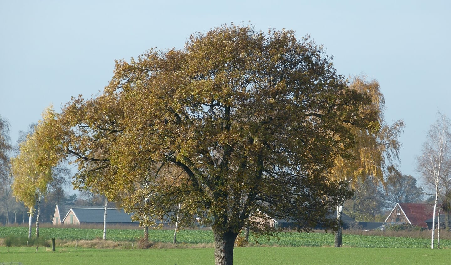 De alleenstaande eik. Foto. Bernhard Harfsterkamp