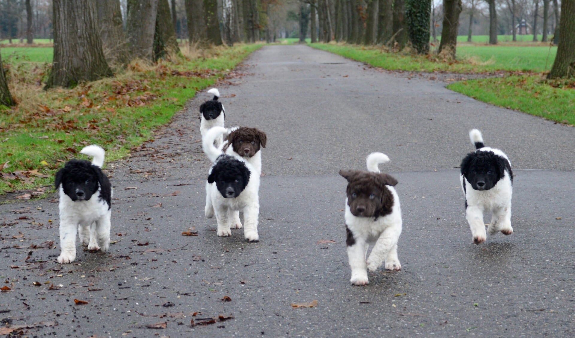 De zes Duitse Friese Wetterhound pups. Foto: Eigen foto
