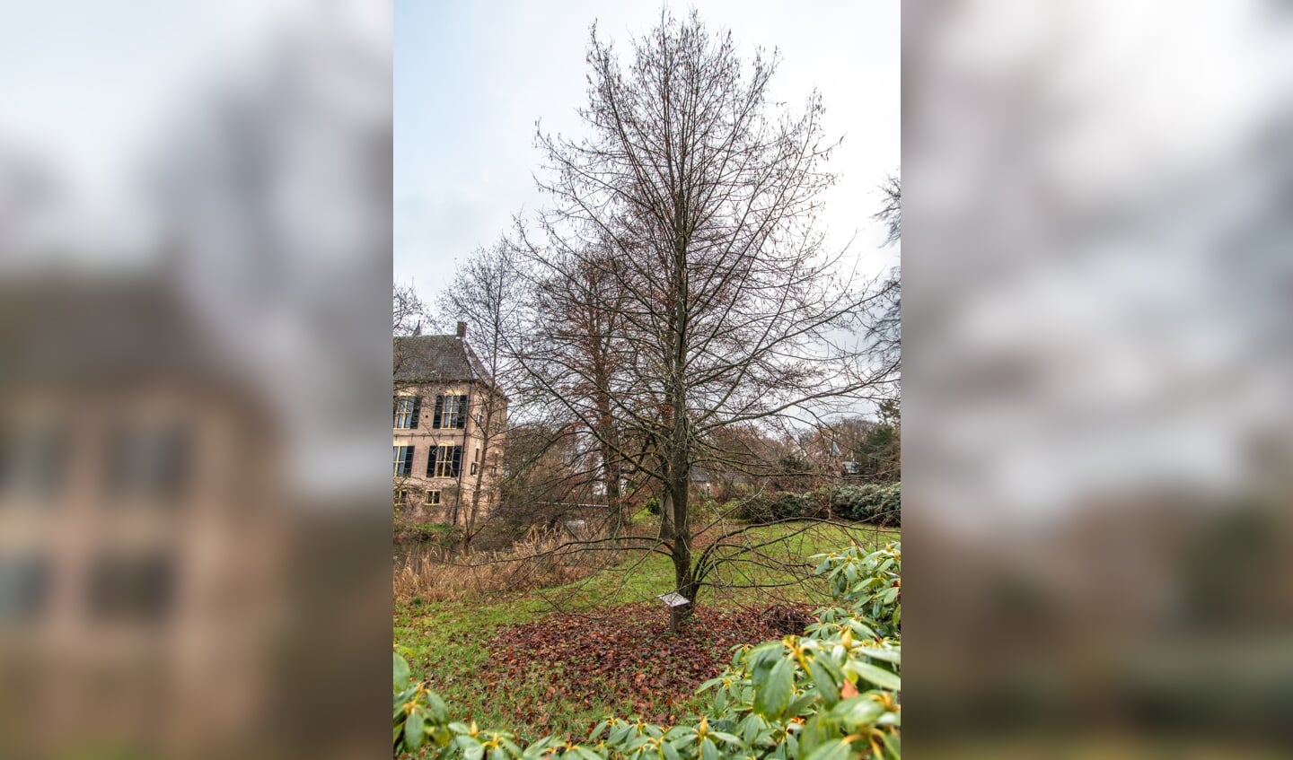 De Amaliaboom is flink gegroeid sinds het planten bij Kasteel Vorden, toentertijd het gemeentehuis van Vorden. Foto: Liesbeth Spaansen