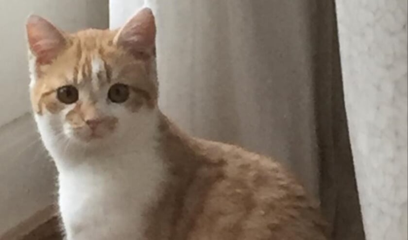<p>Poes Guusje. Eigen foto</p>