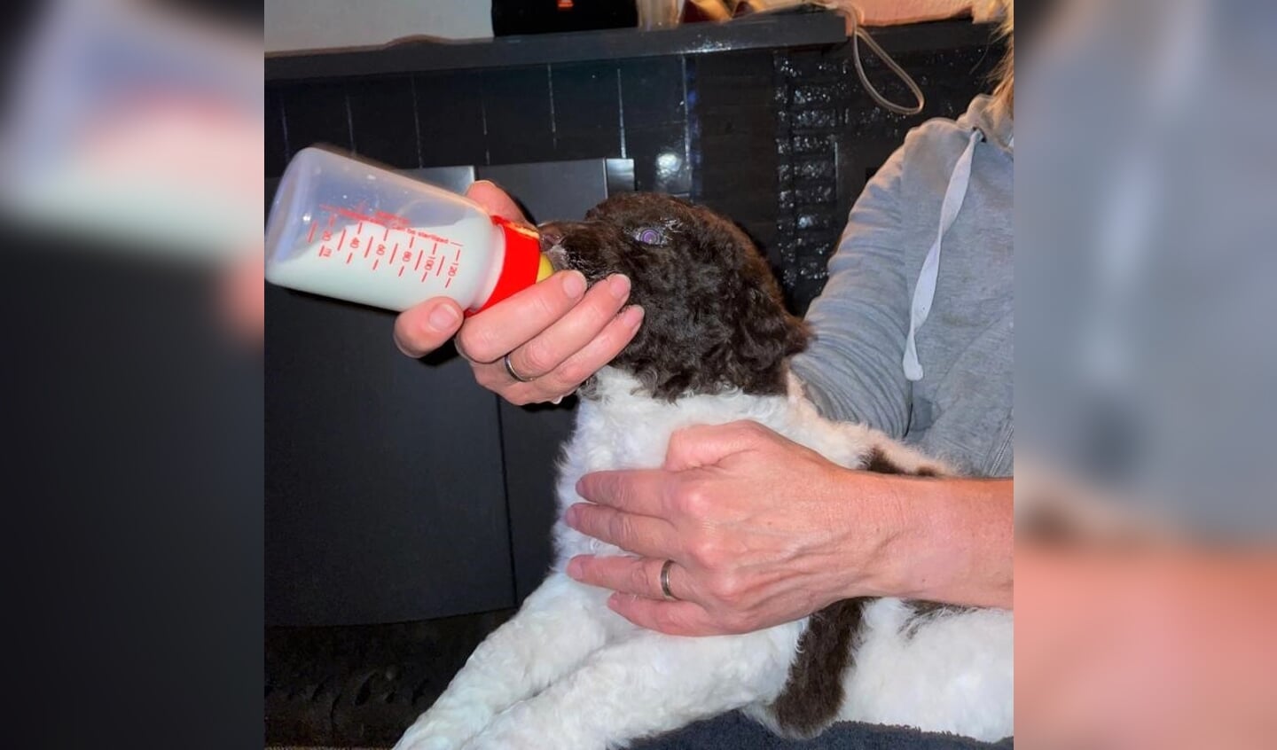 Een pup krijgt flesvoeding. Foto: Eigen foto