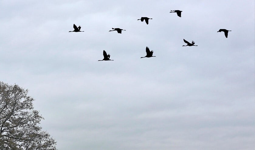 Overtrekkende kraanvogels. Foto: archief
