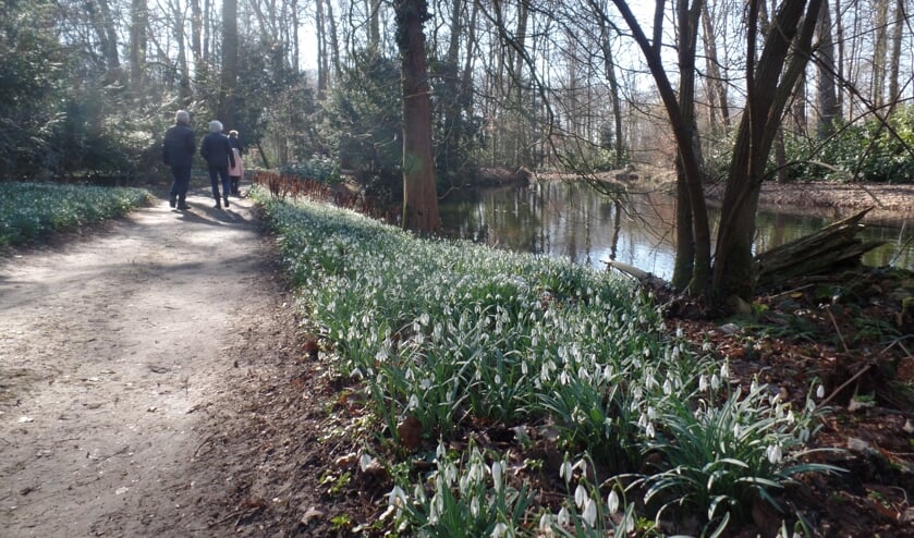 <p>De duizenden sneeuwklokjes en winterakonieten waren overal in de tuinen en in het bos ontwaakt terwijl er twee weken geleden nog werd geschaatst op de grachten. Foto: Jan Hendriksen </p>