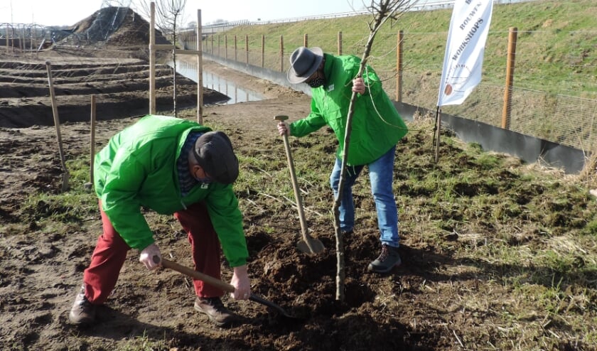 Leo Morren en Jan Lenselink planten de boom. Foto: PR