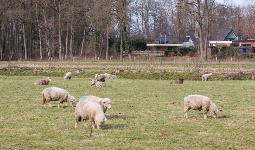 <p>Begrazing door schapen is duurder dan grasmaaien, maar het ziet er wel veel leuker uit. Foto: Henk Derksen</p>