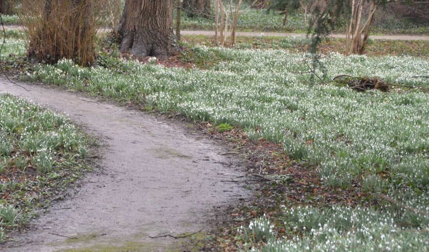 <p>Genieten van velden sneeuwklokjes en winterakonieten. Foto: PR</p>