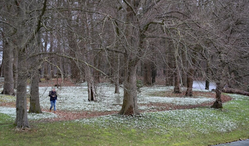 Sneeuwklokjes bij Huize Baak. Foto: Sander Grootendorst