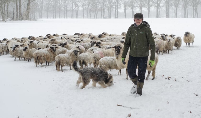 <p>Nabegrazing was afgelopen weer onmogelijk. Foto: Peter Tump</p>