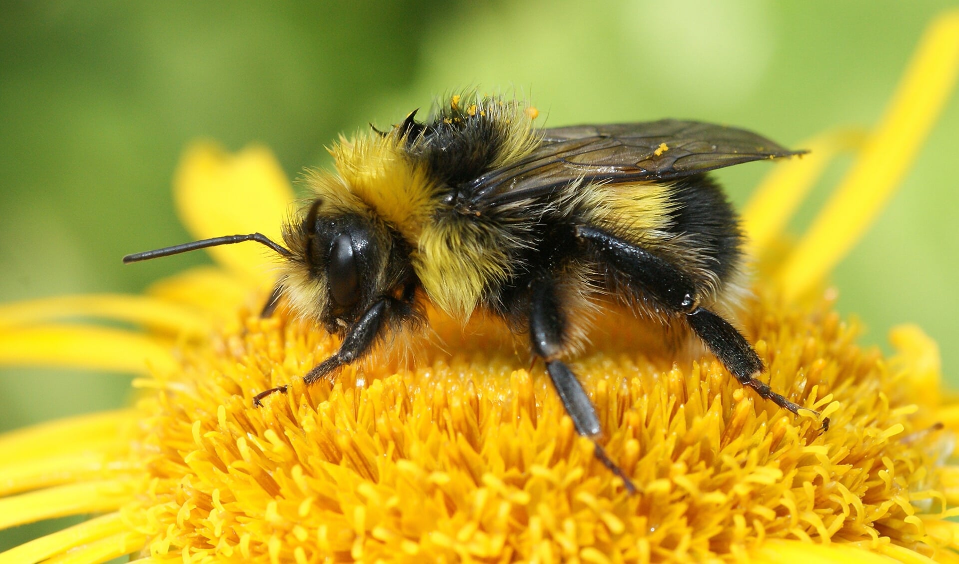 De koekoekshommel is een insect dat behoort tot de familie bijen en hommels. Foto: PR