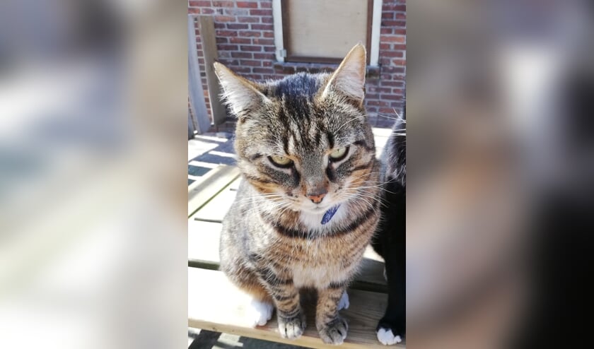 Kater Boef uit Eibergen wordt vermist. Foto: PR