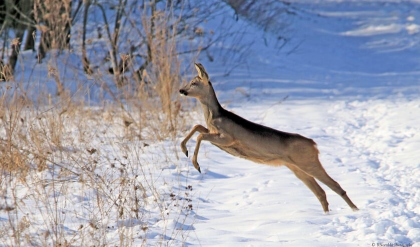 Ree in de winter. Foto: Benno Stortelder