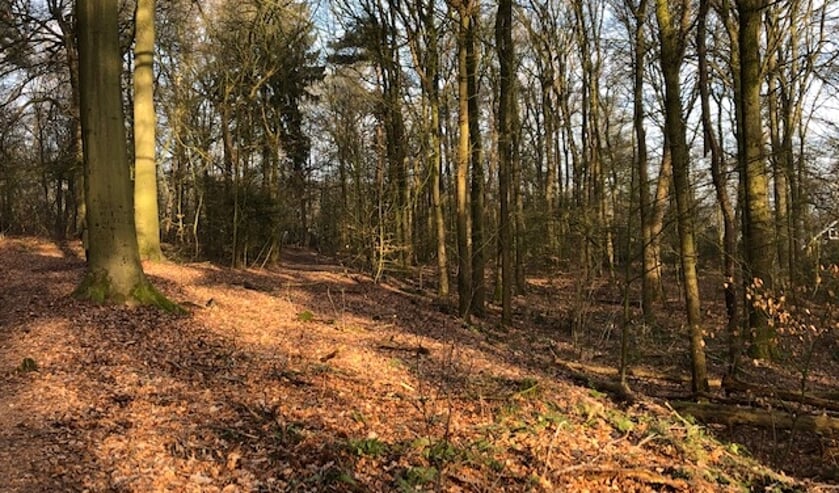 Het gedeelte van de Kalenberg waar de bosbegraafplaats moet komen (eigen foto)