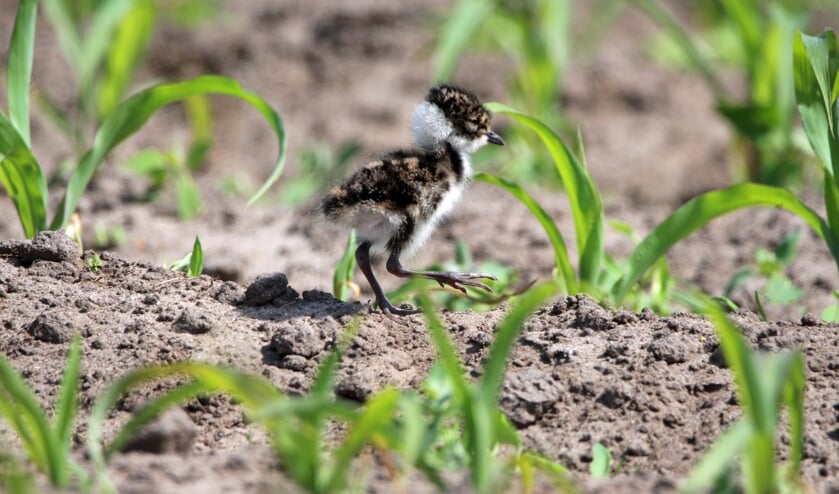 Een jonge kievit tussen de maïs. Foto: Robert Ellenkamp