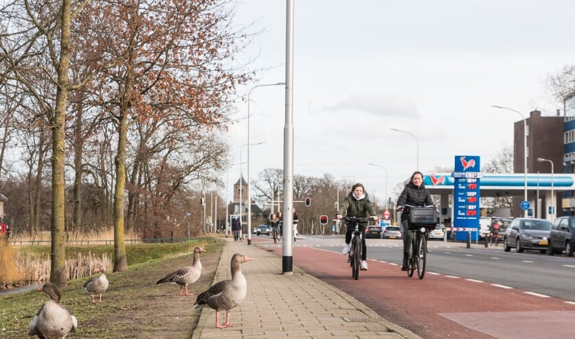 <p>Ganzen nabij de begraafplaats op de Warnsveldseweg. Foto Henk Derksen</p>
