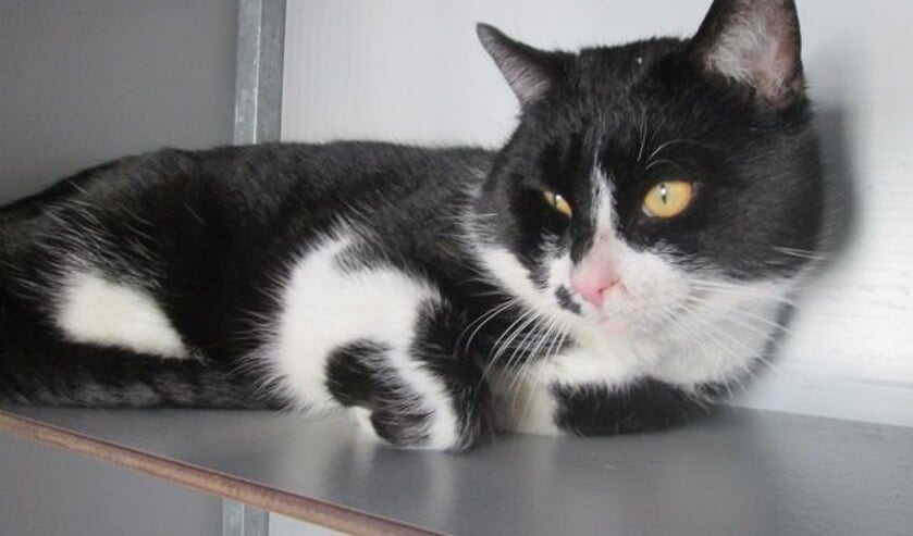 De gevonden kater. Foto: PR