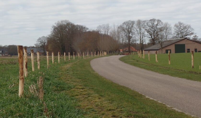 <p>Keurig op zes meter van elkaar staan de palen aan beide zijden van de Herkampweg. Foto: Jan Hendriksen</p>