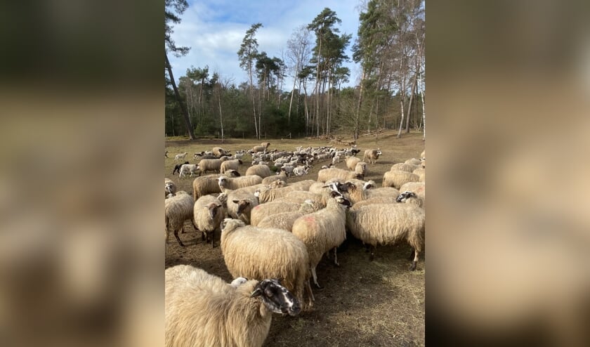 <p>Het is pais en vree in de schaapskudde; er is geen wolf in de buurt. Foto: PR</p>
