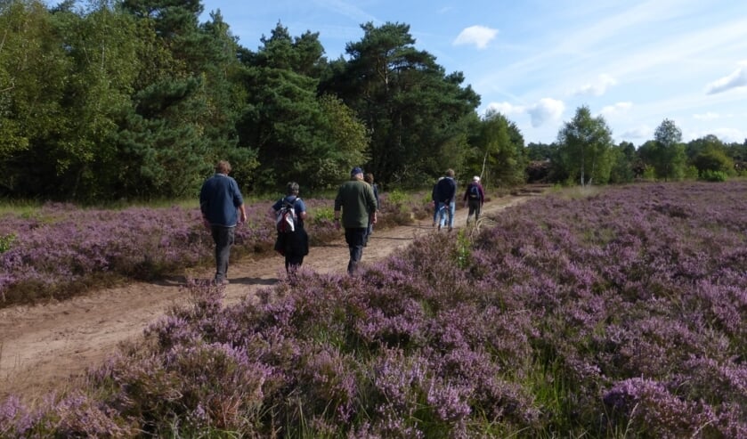 <p>Bloeiende heide. Foto: PR</p>