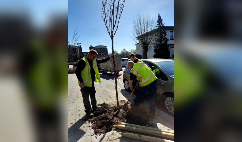 <p>Medewerkers van de gemeente Zutphen planten de eerste boom op het Hoornwerk in Zutphen. Foto: PR</p>