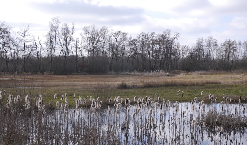 <p>Het Korenburgerveen. Foto: Maria de Wit</p>