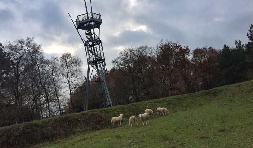 <p>Zolang de schapen grazen in op de Engelse Schans is het gebied voor publiek gesloten. Foto: PR</p>