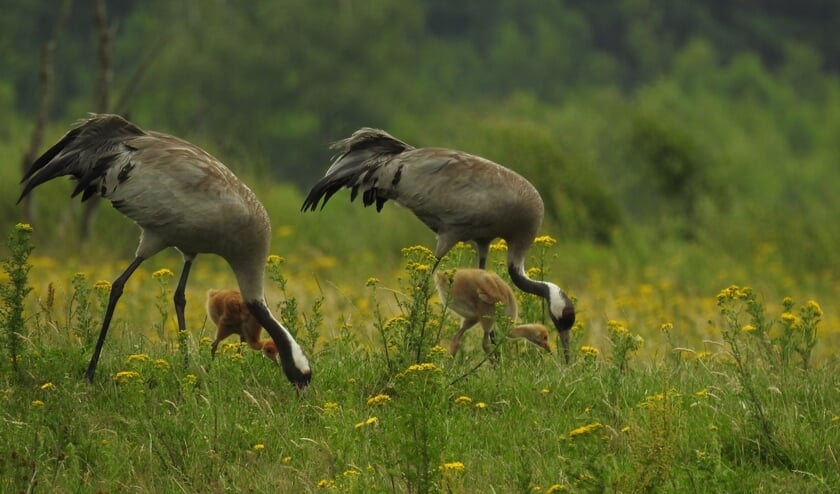 Kraanvogels. Foto: Jantien