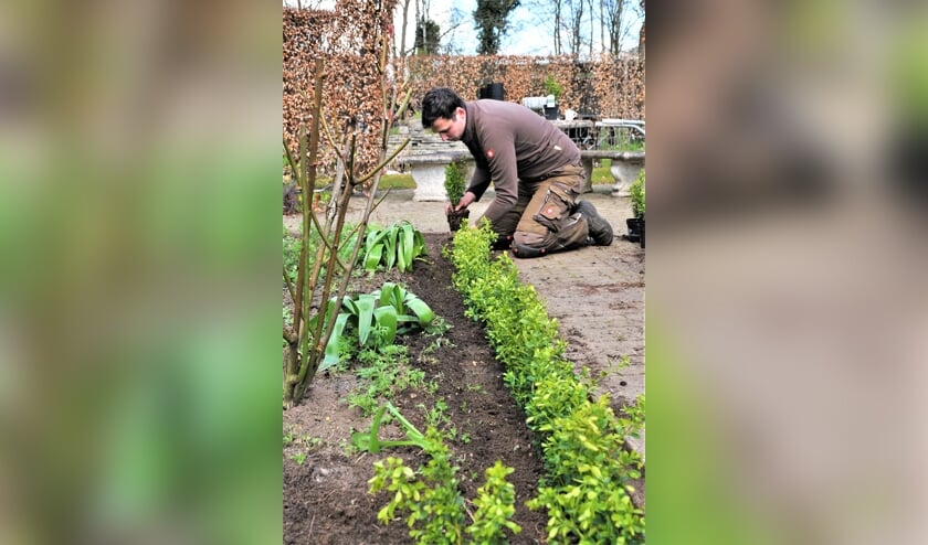 <p>In de tuin aan de Morgenzonweg plant de 'Buxus Dokter' de nieuwe buxussoort aan. . Foto: Eigen foto </p>