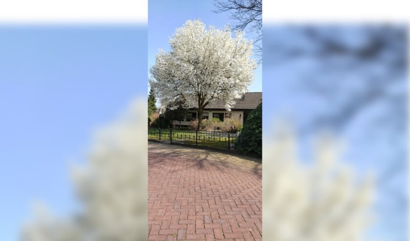 Lente in Neede. Foto: Rob Weeber