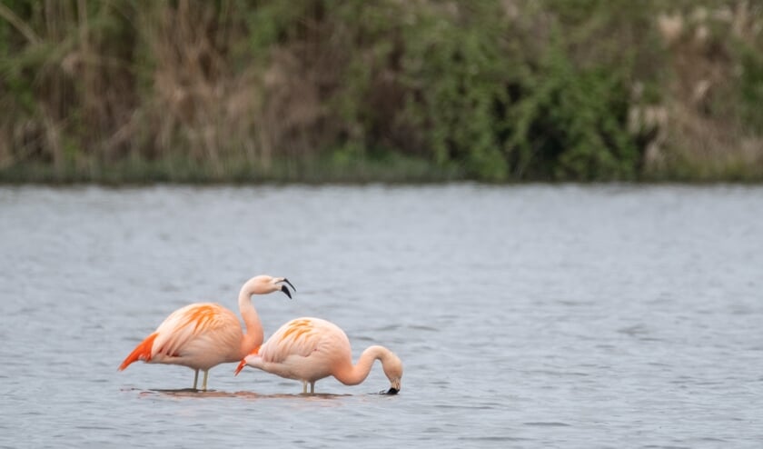 <p>Twee flamingo's in Drempt; met die karakteristieke manier van eten, door het water te filteren met hun grote snavel. Foto: Burry van den Brink</p>