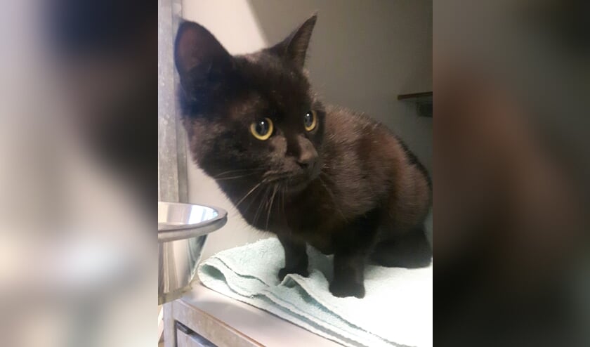 Van wie is deze kat? Foto: PR