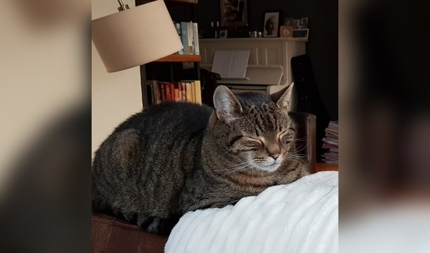Otje wordt vermist in Ruurlo. Foto: PR