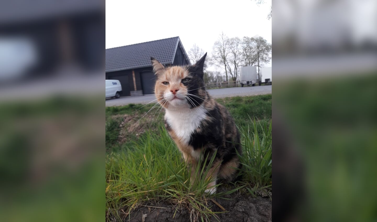 Ook Sheba wordt vermist. Foto: PR