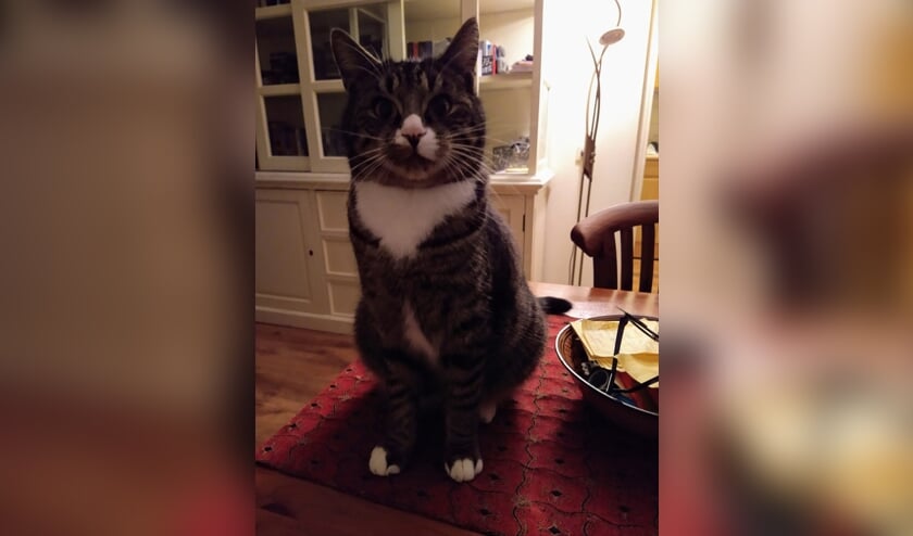 Kater Louis. Foto: PR