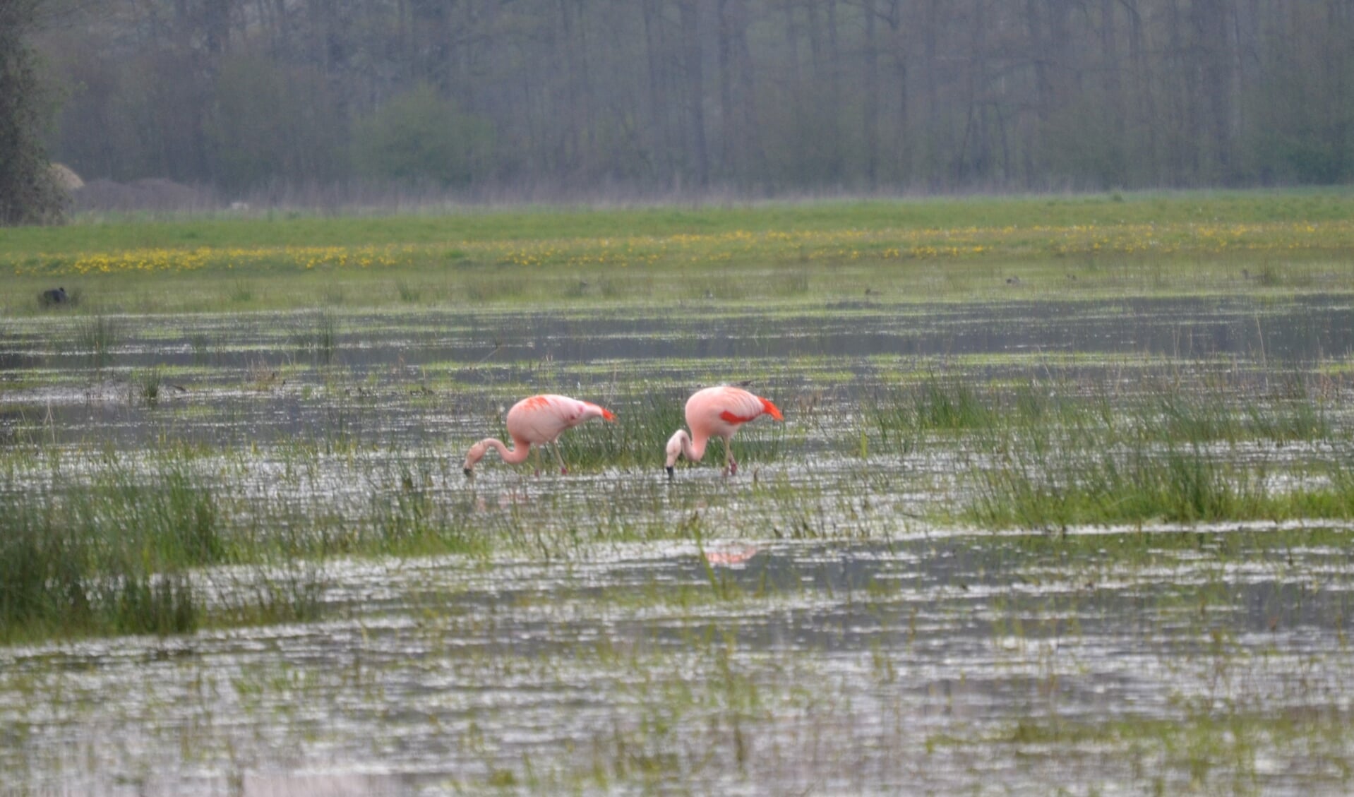 Flamingo's in het Aaltense Goor. Foto: Karin Stronks