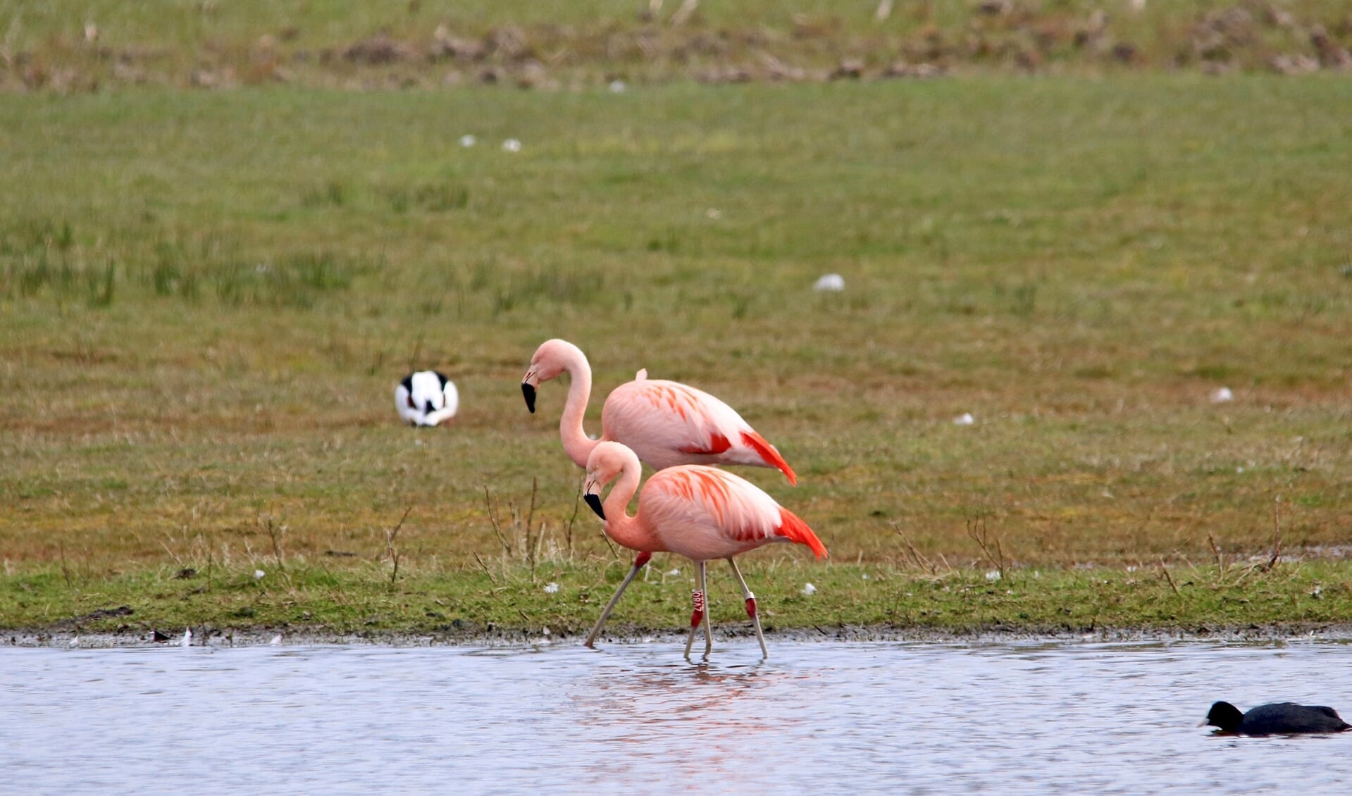 Flamingo's aan de Hagdijk in Noordijk. Foto: Benno Stortelder