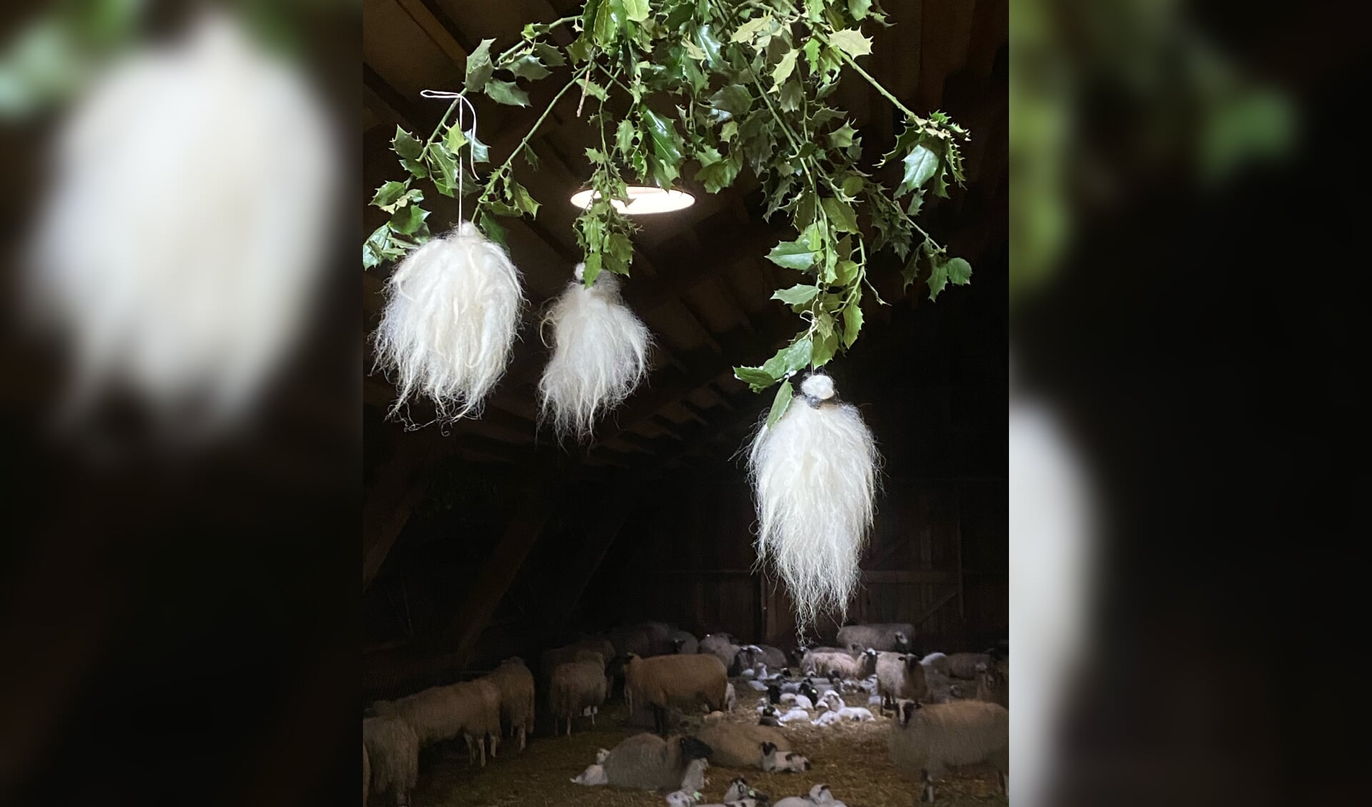 Drie plukjes wol in een hulsttak. Foto: PR