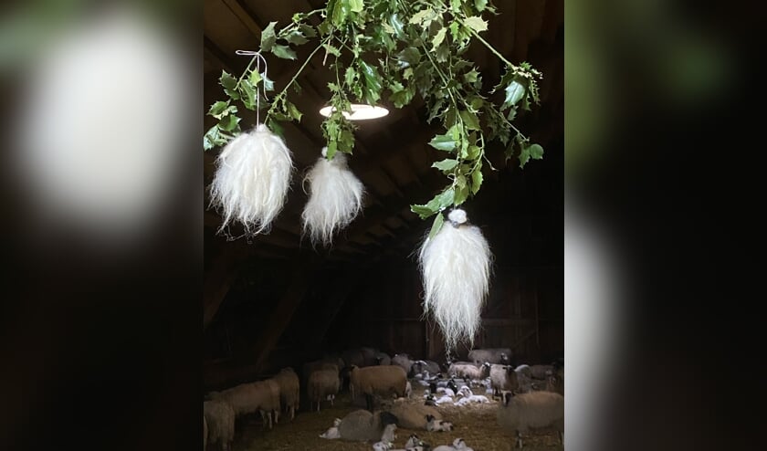 <p>Drie plukjes wol in een hulsttak. Foto: PR</p>