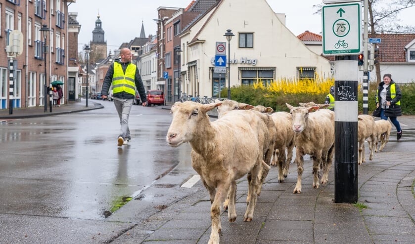 <p>De schaapskudde uit Eefde zal op twintig locaties in Zutphen het gras kort houden. Foto: Jolanda van Velzen</p>