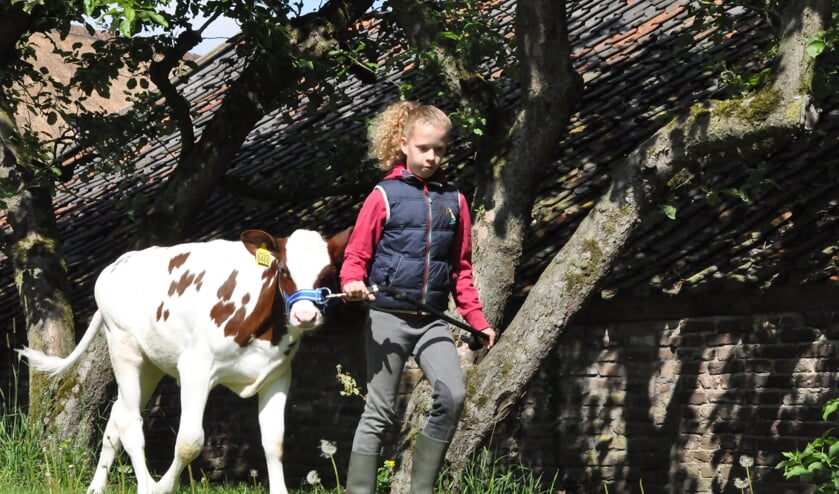 <p>Kinderen van 6 t/m 16 jaar mogen weer met een kalfje aan de slag. Foto: Theo Janssen</p>